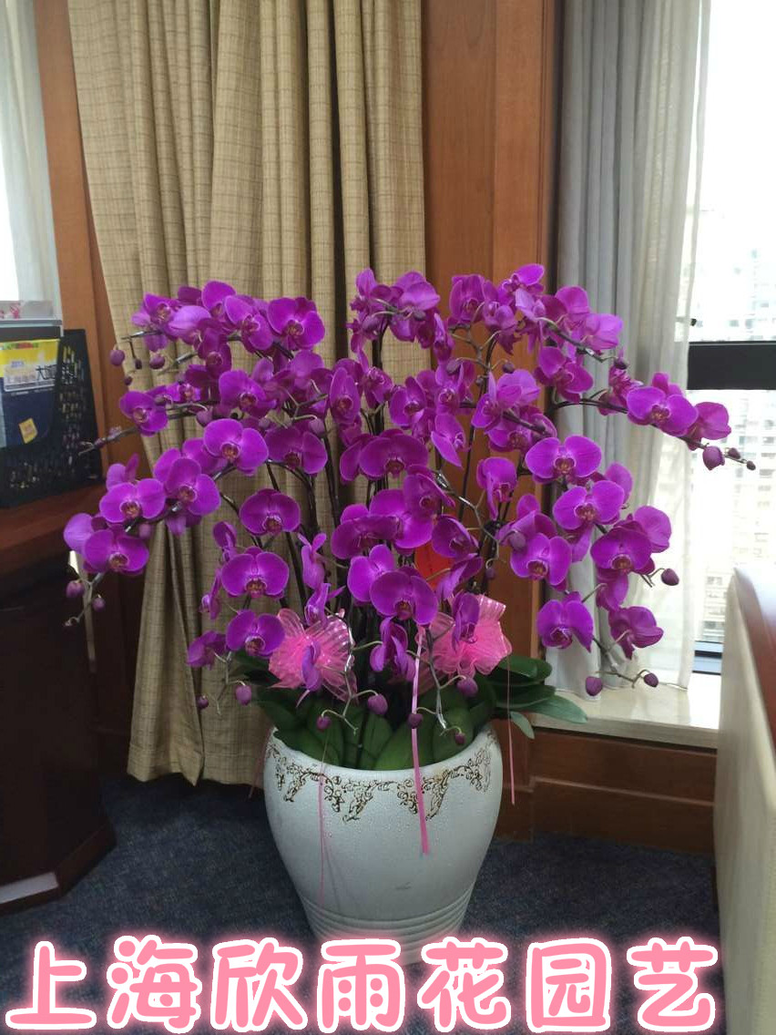 蝴蝶兰盆栽 祝福鲜花 开业庆典鲜花 节日鲜花 绿植盆栽 乔迁鲜花