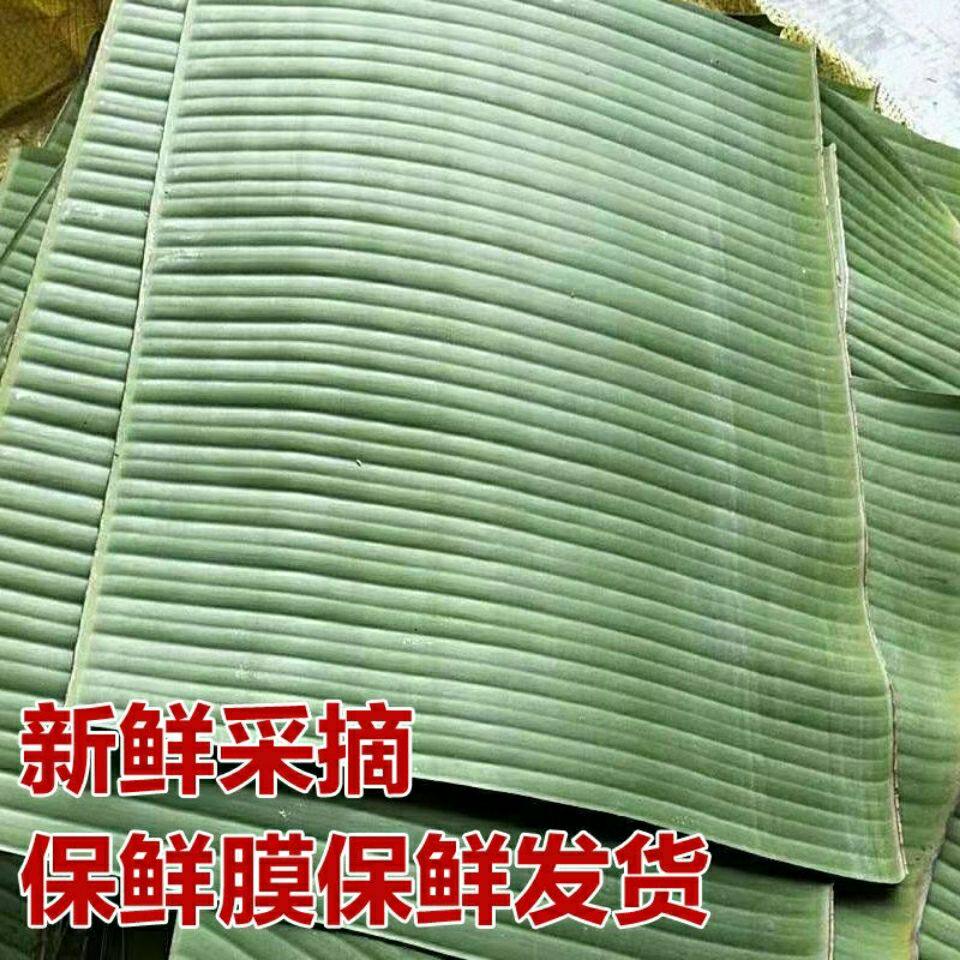 新鲜香蕉叶 芭蕉叶做蕉叶糍粑蕉桌面绿植