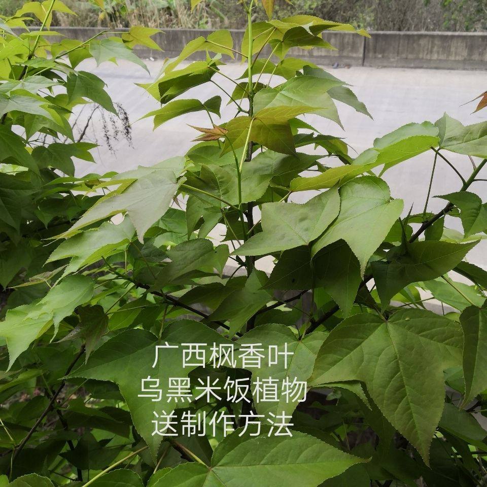 新鲜野生枫香叶广西五色糯米饭花米饭天然植物染料乌米饭染料枫叶