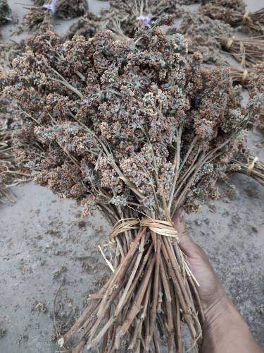 黄饭花野生密蒙花新鲜花迈花麦五色糯米饭染料染饭花500g包邮