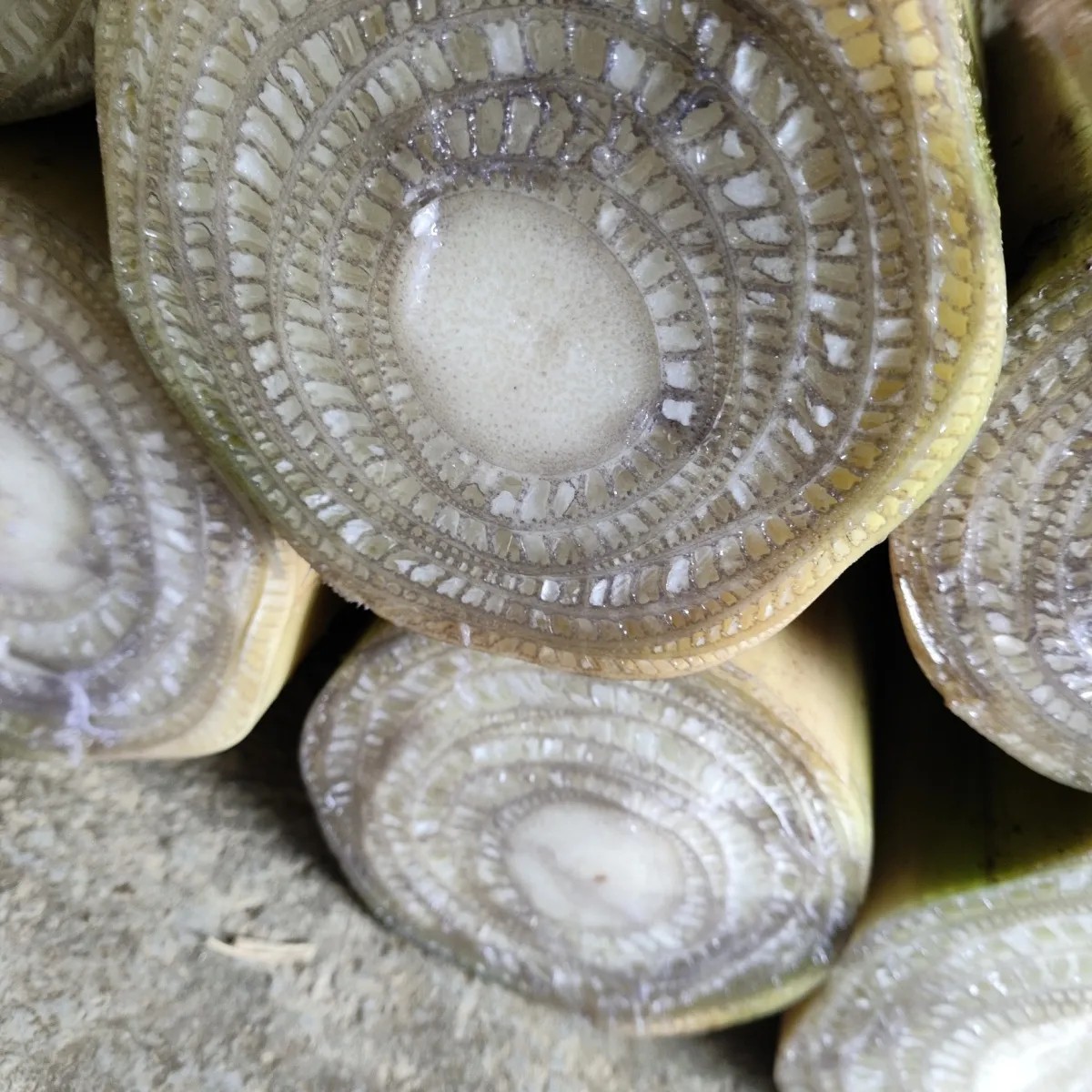 2024新鮮野生芭蕉树包邮现摘现发天然野生芭蕉杆带皮吃播网红食物