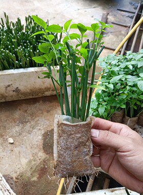 紫色草苗红蓝草带根带土苗包种活盆栽染饭花广西五色糯米饭紫蓝草