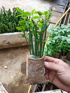 紫色草苗红蓝草带根带土苗包种活盆栽染饭花广西五色糯米饭紫蓝草