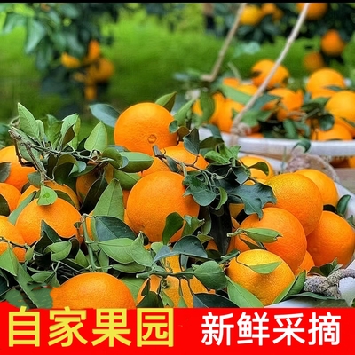 四川爱媛38号果冻橙新鲜橙子当季水果果冻橙橙子新鲜橘子孕妇水果