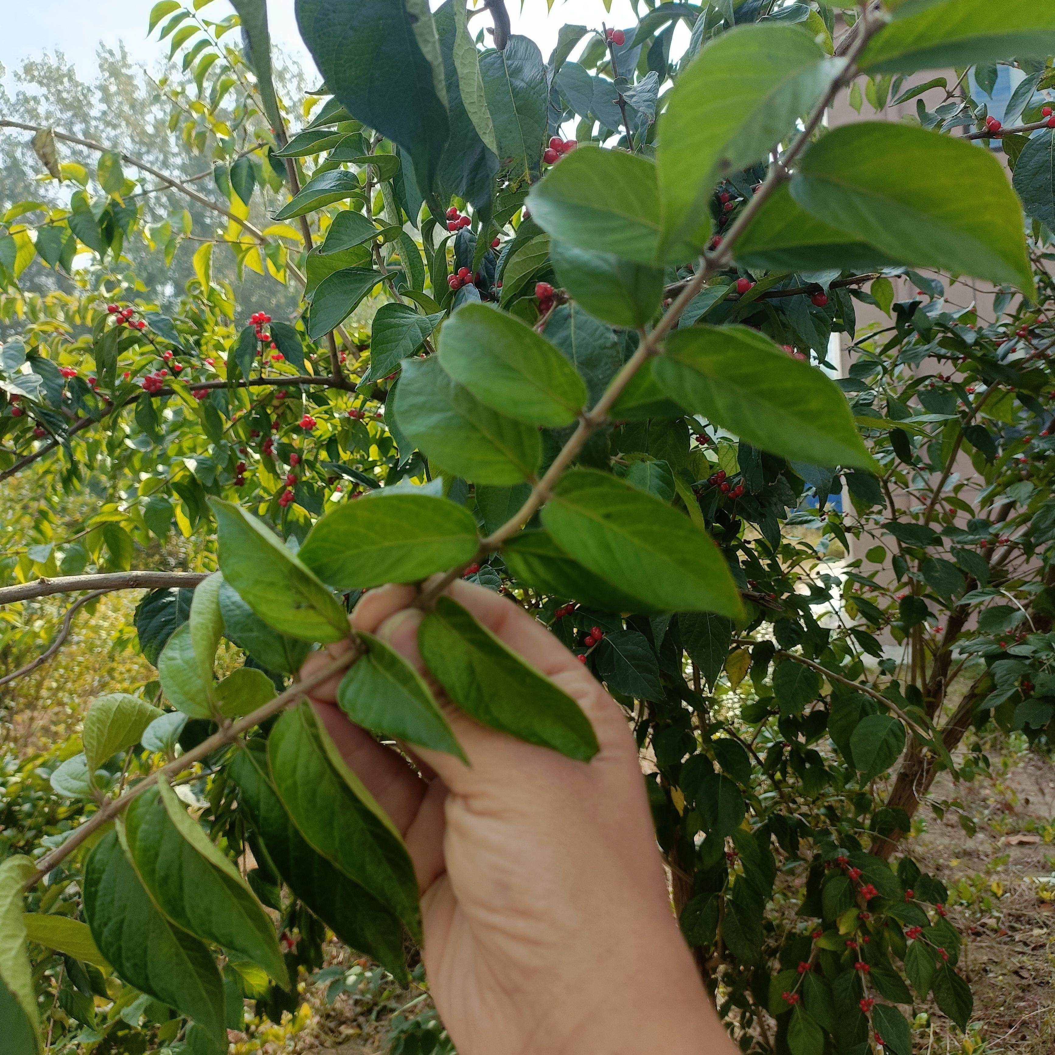 金银忍冬鲜树叶 现货采摘 泡水药材金银忍冬树叶