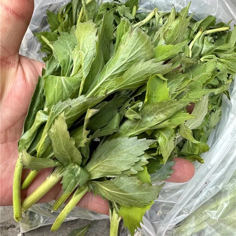 东北长白山新鲜冷冻野菜四叶菜500克铃铛花沙油菜满2份限区包邮