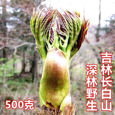 野菜新鲜刺老芽刺龙芽产地发货