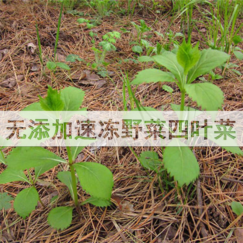 东北新鲜野菜四叶菜冷冻500克铃铛花沙油菜满2份限区包邮