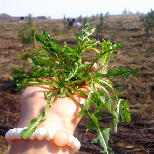 长白山野菜新鲜婆婆丁蘸酱菜蒲公英苦菜苦麻子500克产地发货包邮
