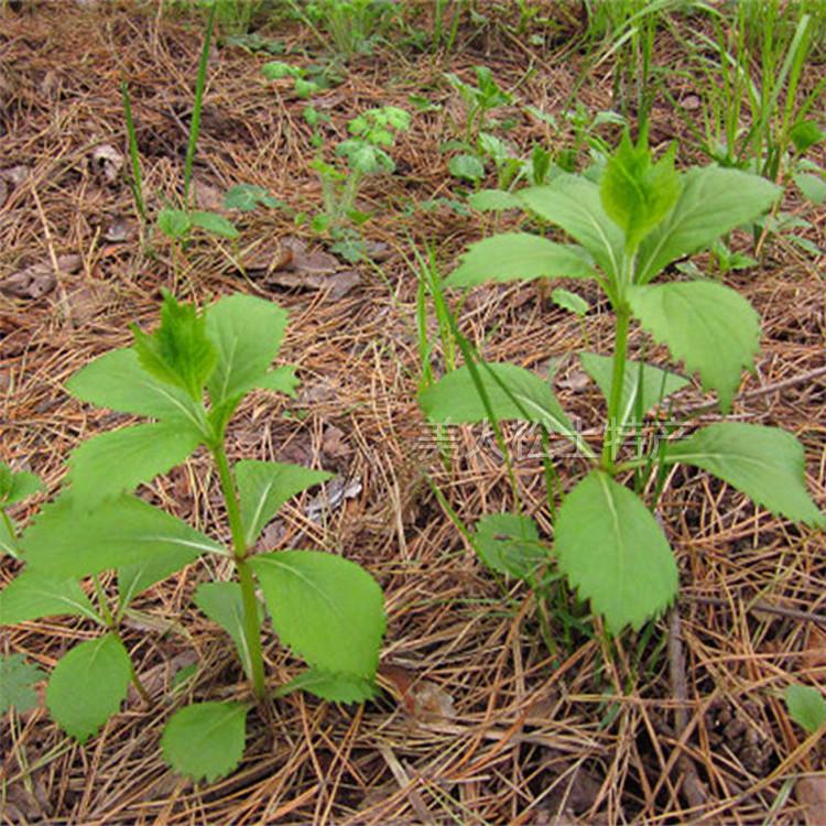 东北长白山新鲜野菜四叶菜500克铃铛花沙油菜满2份限区包邮