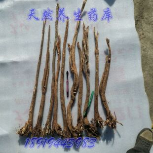 岷山特产森林自然野生多年生红芪北芪5—15年生