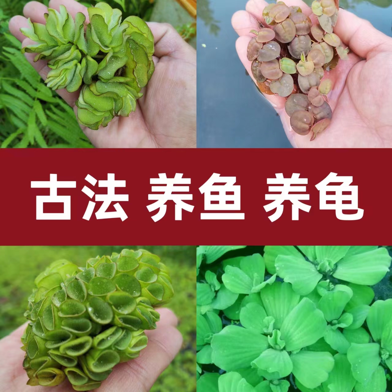 古法养鱼水草懒人净化水质植物造景套餐绿九冠绿菊浮萍生态原生缸 宠物/宠物食品及用品 水草 原图主图