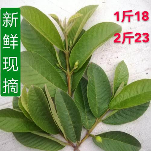 新鲜现摘番石榴叶子野生红心