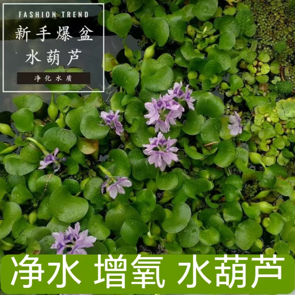水葫芦水草浮萍鱼缸乌龟虾花卉鱼池塘净化水生植物种苗莲花水芙蓉