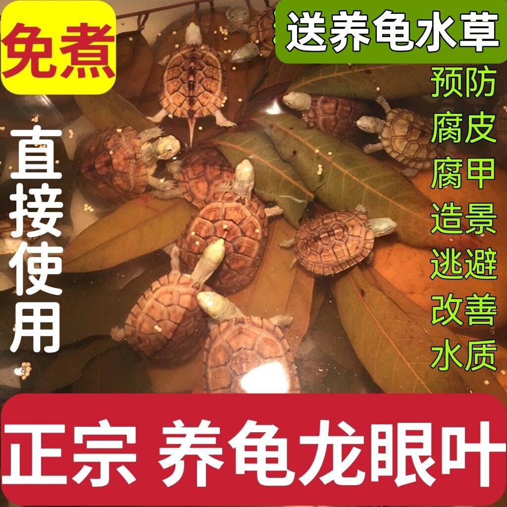 龟缸龙眼叶养龟仿原生态乌龟龙眼叶子干造景装饰桂圆叶子乌龟树叶