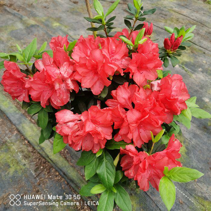 耐寒热红珊瑚杜鹃花盆载苗庭院露天阳台别墅花园植物花卉皋月春鹃