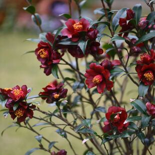 黑骑士茶花树苗黑鸟午夜行者盆栽花卉户外阳台庭院四季常青