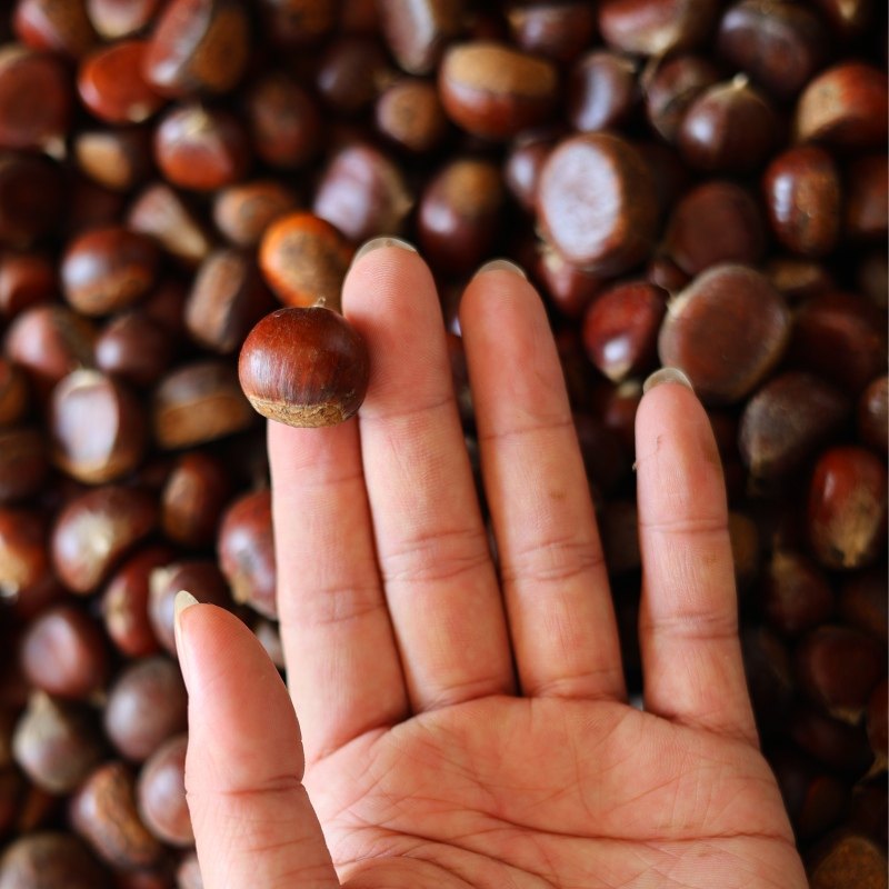 2023新鲜生板栗小毛栗毛锥子毛栗子锥子锥栗毛栗信阳油栗