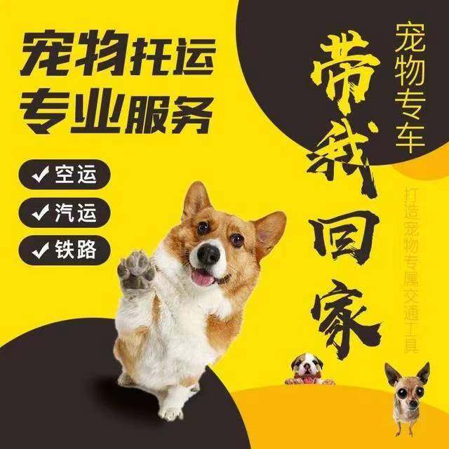宠物犬猫全国宠物托运宠物犬猫