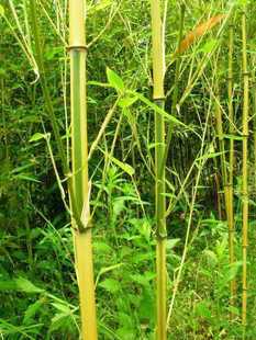 梦溪花卉出售竹子品种 彩色竹子 庭院绿化用竹 金镶玉竹