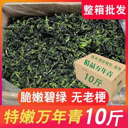 精品商用万年青 宁波青菜干 无老梗嫩菜芯 脱水蔬菜干 脆嫩干菜心