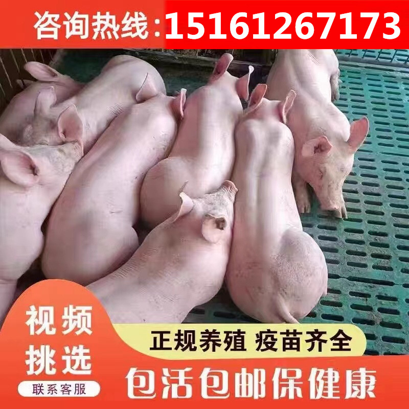 新美系原种长白母猪大白母猪英系母猪育肥猪比利时大约克母猪种猪