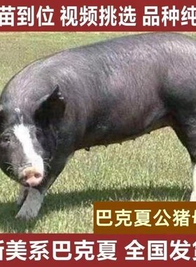 原种巴克夏种猪公猪正宗雪花肉种猪猪崽猪精巴克夏母猪巴克夏种公