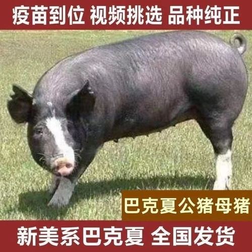 原种巴克夏种猪公猪正宗雪花肉种猪猪崽猪精巴克夏母猪巴克夏种公