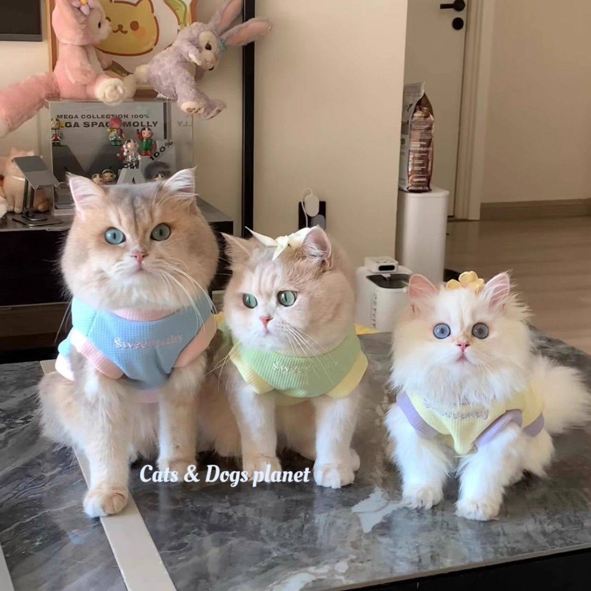 猫咪秋冬季衣服加厚保暖绒衣金渐层蓝猫布偶猫宠物加绒防寒两脚衣,宠物/宠物食品及用品,猫宠物服装/雨衣（新）,淘宝优惠券,粉丝福利购,淘宝优惠卷