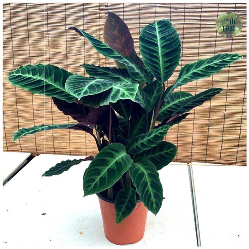 竹芋紫背天鹅绒室内绿植开花