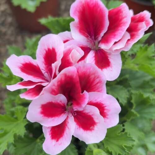 糖果奶油草莓蝴蝶梅天竺葵带花苞室内外阳台庭院花卉盆栽绿植