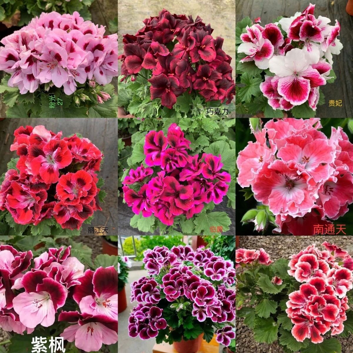 蝴蝶梅大花蝴蝶梅天竺葵带花苞室内阳台庭院花卉盆栽绿植