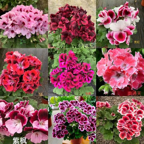 蝴蝶梅大花蝴蝶梅天竺葵带花苞室内阳台庭院花卉盆栽绿植