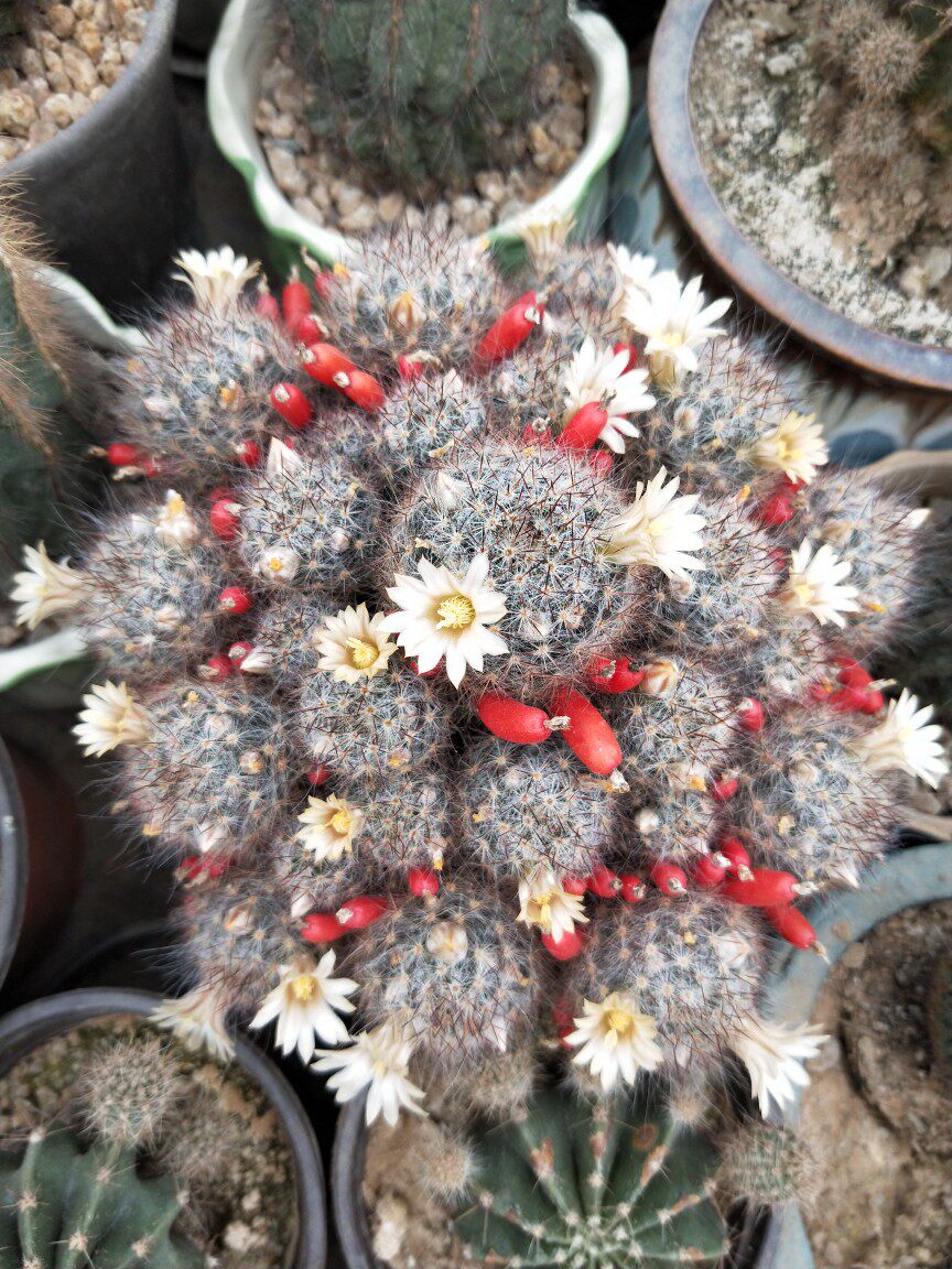 仙人球系列 松霞(d09)浅黄小花开花球群生,单拍满30元包邮