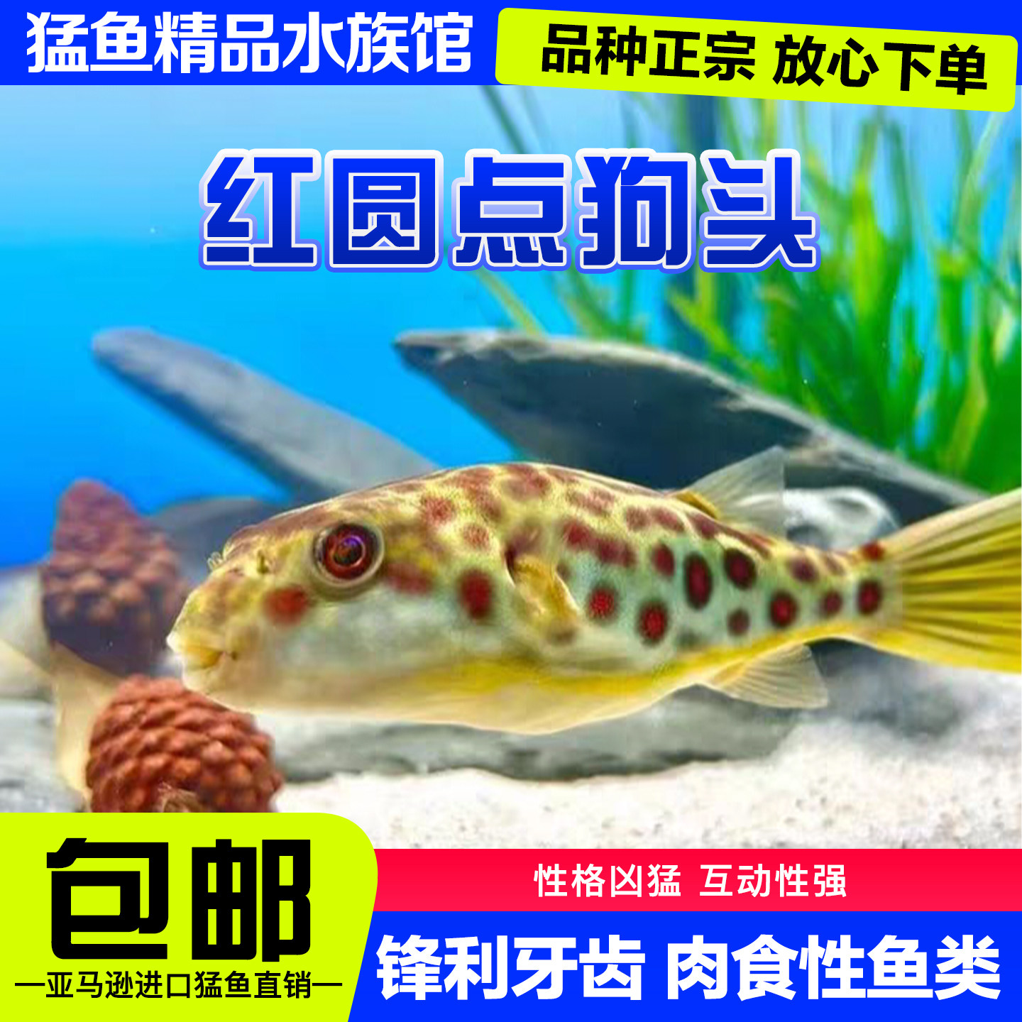 红圆点狗头皇冠狗头活体观赏鱼网红气泡鱼淡水河豚鱼中大型鱼包邮