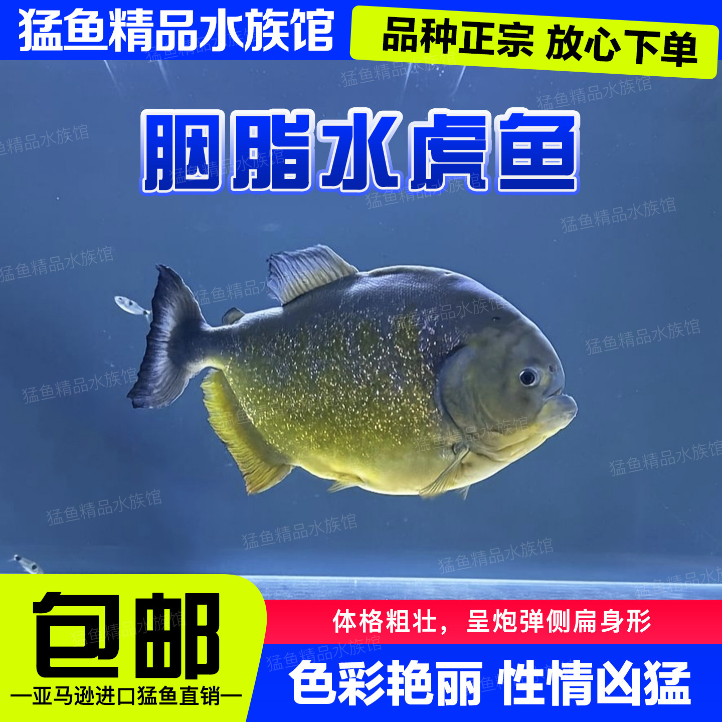 南美圣弗朗西斯科河胭脂水虎苗