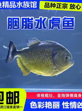 南美圣弗朗西斯科河胭脂水虎苗