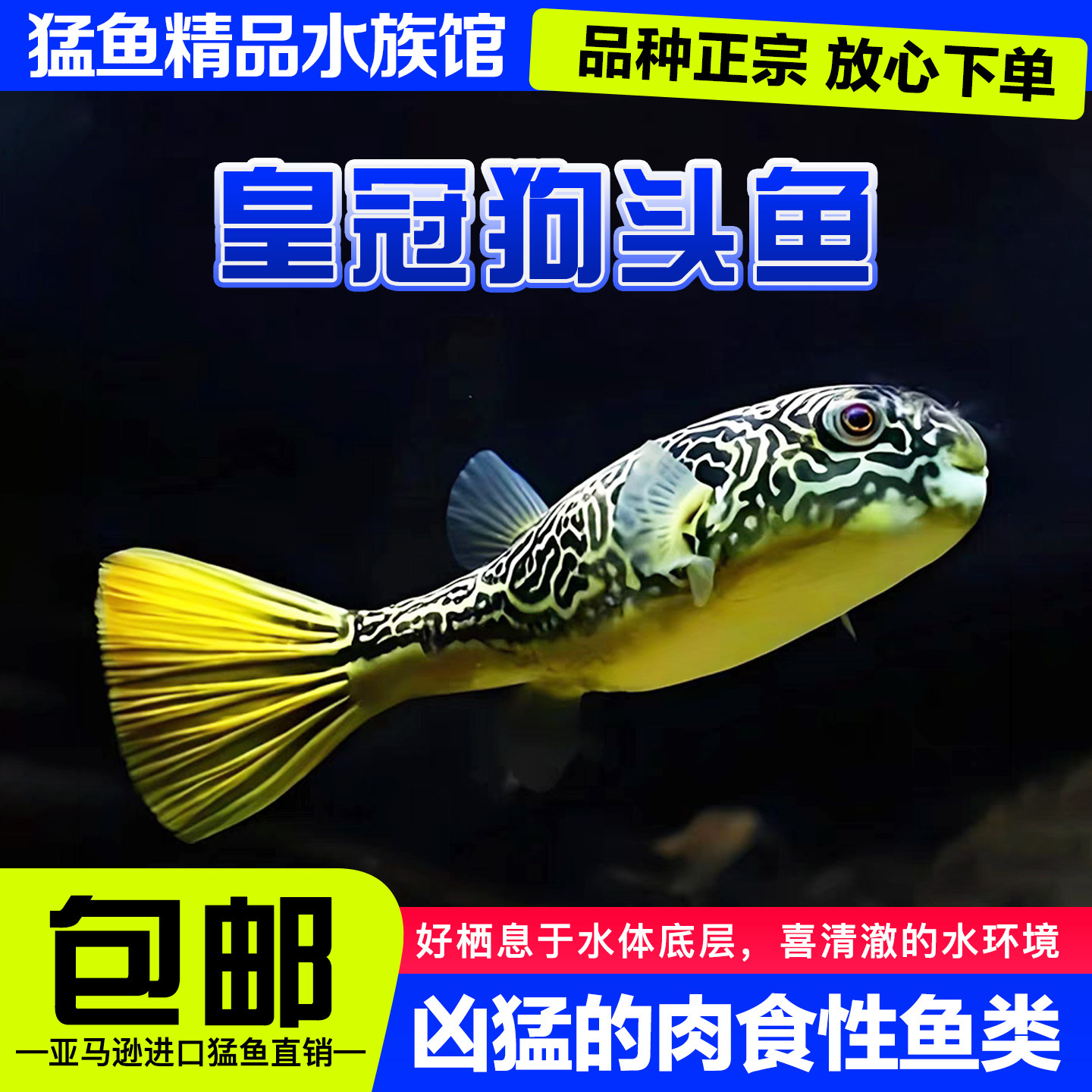 皇冠狗头鱼热带观赏鱼淡水活体超萌鱼凶猛河豚鱼斑马狗头鱼包邮