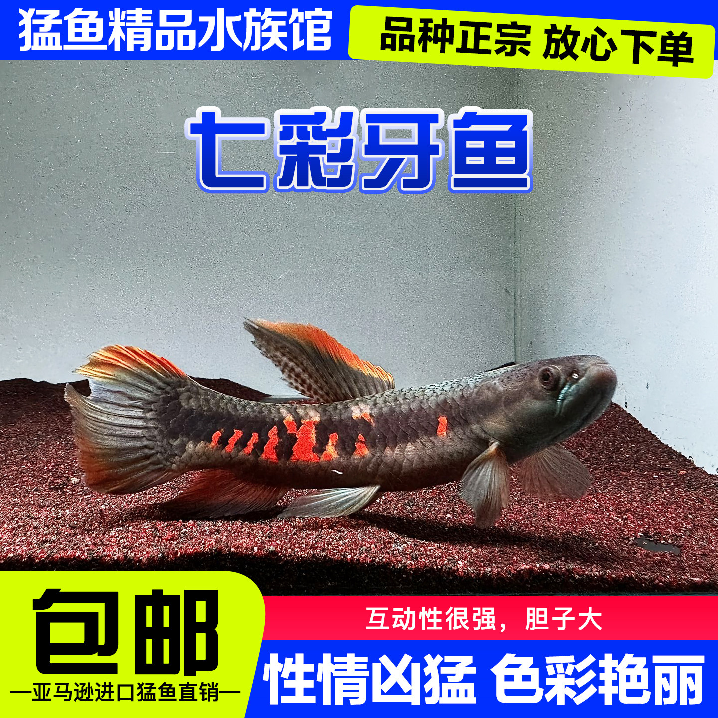 七彩牙鱼橙腹牙鱼活体南美奥黑牙鱼红斑牙鱼加拉辛肉食性猛鱼