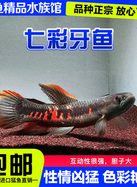 七彩牙鱼橙腹牙鱼活体南美奥黑牙鱼红斑牙鱼加拉辛肉食性猛鱼