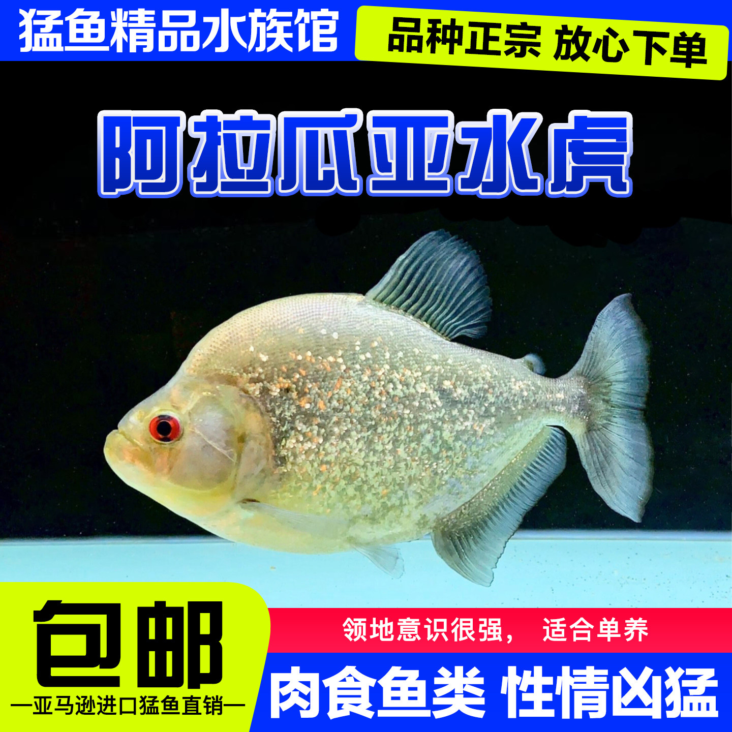 巴西钻黑阿拉瓜亚钻黑托坎廷斯水虎钻黑普黑辛古凶猛热带观赏鱼活
