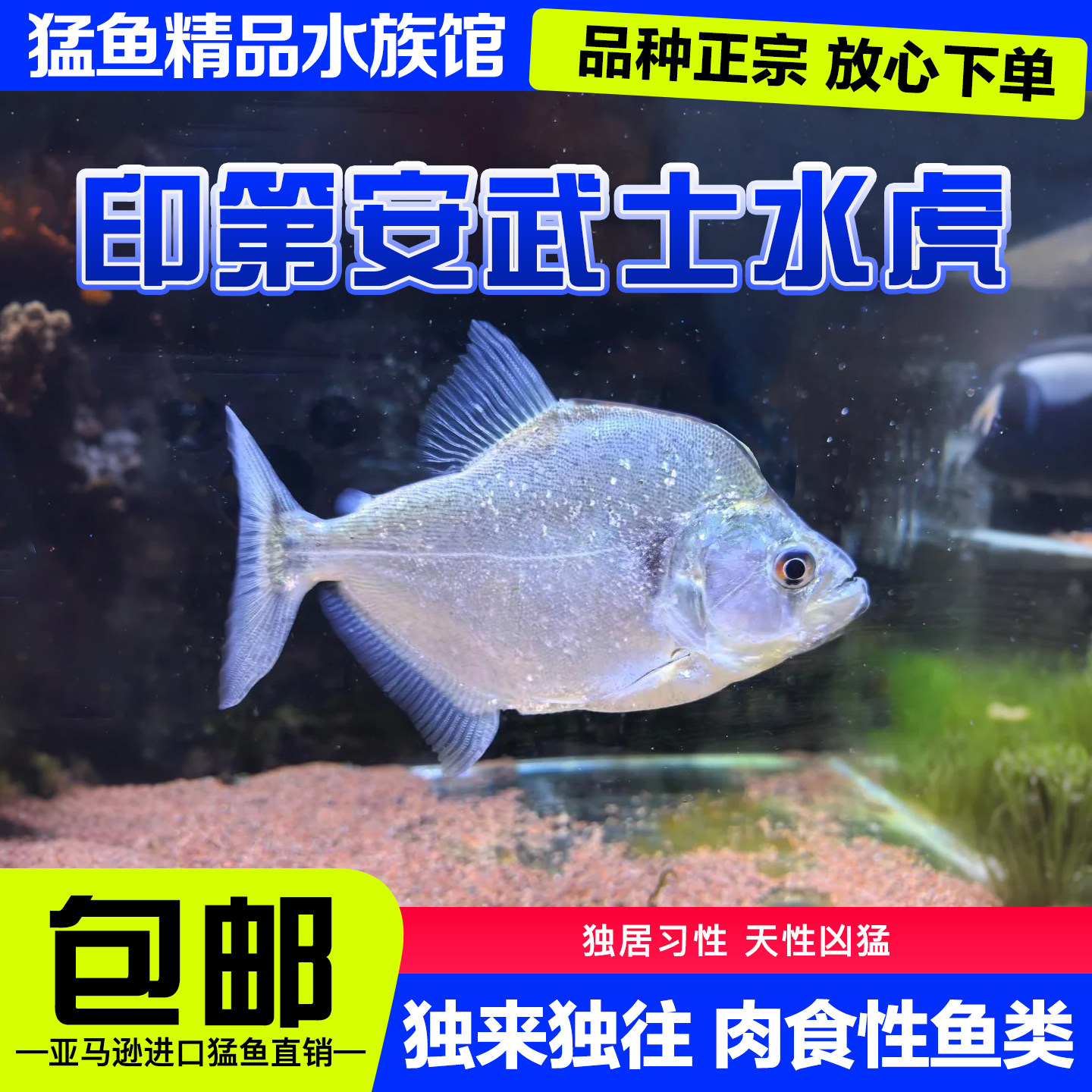 印第安武士水虎鱼凶猛鱼热带鱼观赏鱼大型鱼淡水猛鱼
