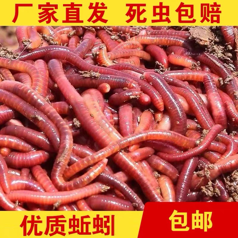 蚯蚓一斤本地活体大号1斤红虫邱引钓鱼饵料鲫鱼秋冬蚯蚓鱼饵