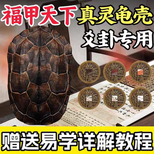 天然完整真乌龟壳真龟甲文玩六爻卦摇卦工具乾隆铜钱算挂手玩把件