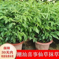 三葉青茉草潮汕喜事石榴吉祥花