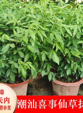 三叶青茉草潮汕喜事石榴吉祥花