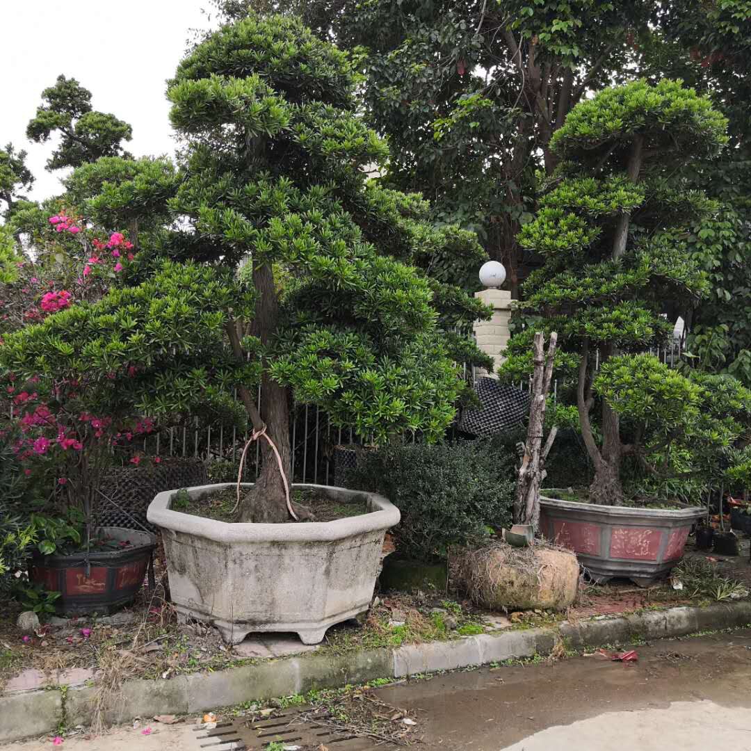 罗汉松盆栽树苗行道征地绿化植物大型绿植/成品组合盆