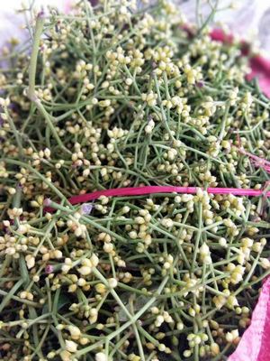 南昆山野生水翁花干500g,酷热夏天煮茶喝