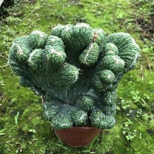 五指山仙人掌盆栽多肉植物玉麒麟山影缀化虎头山仙人柱室内防辐射