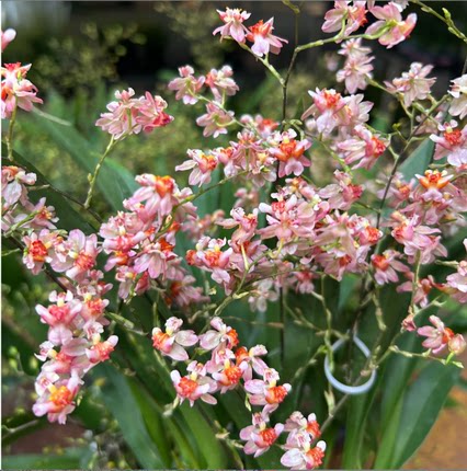 梦香兰 橘色【光华】7支花箭以上 盆栽兰花 阳台客厅好养护